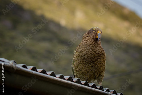 Fotografía A cheeky and inquisitive kea sits on a roof of a house