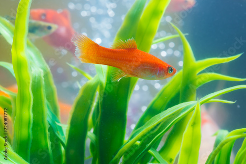 Little Fish In Fish Tank Or Aquarium Gold Fish Guppy And Red fish tank or aquarium gold fish guppy