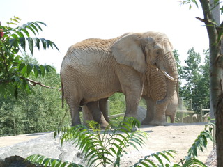 elephant in zoo