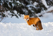 © Saptashaw - A red fox in winter among snow turns back to look