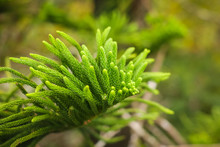 Close Up Araucaria Heterophylla Branch, Beautiful Background, Endemic Plant