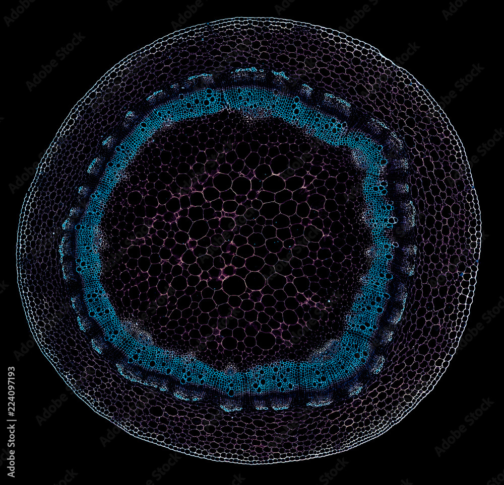 cabbage stem - cross section cut under the microscope – microscopic ...