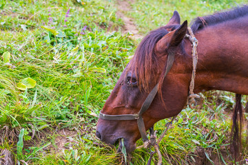 Close up horse