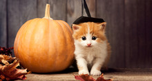 Halloween Pumpkin Jack-o-lantern And Ginger Kitten On Black Wood Background