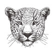 Portrait of Leopard, hand-drawn illustration, vector