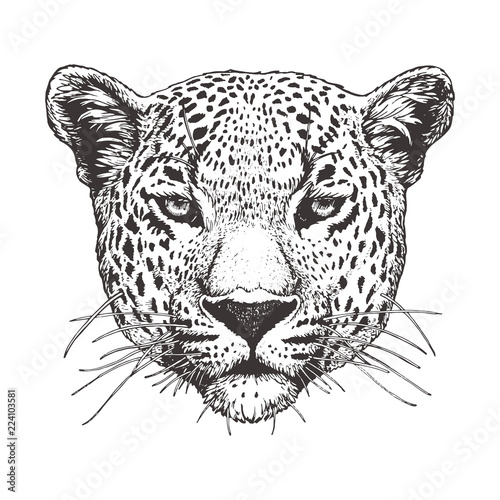 Cuadros en Lienzo Portrait of Leopard, hand-drawn illustration, vector