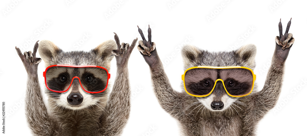 Portrait of a funny raccoons in sunglasses showing a gesture, isolated on a white background - obrazy, fototapety, plakaty 