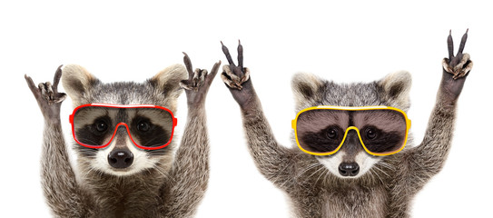 portrait of a funny raccoons in sunglasses showing a gesture, isolated on a white background