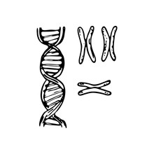 Hand Drawn DNA Doodle Icon. Hand Drawn Black Sketch. Sign Symbol. Decoration Element. White Background. Isolated. Flat Design. Vector Illustration