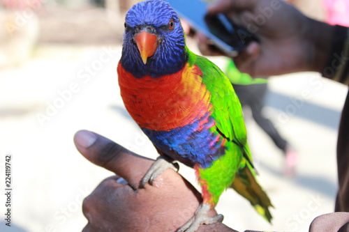 Oiseau Multicolor à Bec Orange Posé Sur La Main Dun Homme