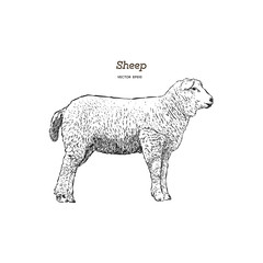 Wall Mural - Sheep sketch style.