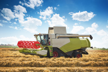 Wall Mural - Harvesting wheat harvester on a sunny summer day