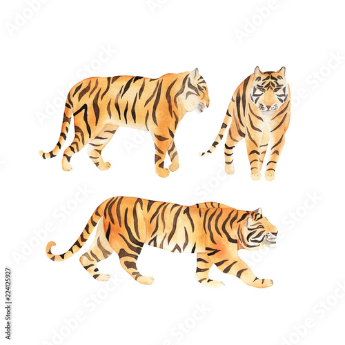 Watercolor set with tiger. Summer decoration print for wrapping, wallpaper, f...
