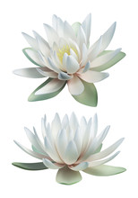 White Lotus Vector Isolated On White Background