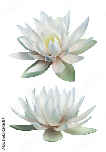 Fotografía White lotus vector isolated on white background