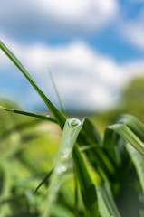 Dew on the grass