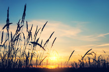 Evening Bright Landscape With Tall Grass Against The Backdrop Of The Setting Sun