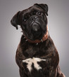 head of cute black bulldog wearing a spiked brown collar