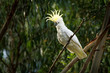Cacatua galerita - Sulphur-crested Cockatoo sitting on the branch in Australia.