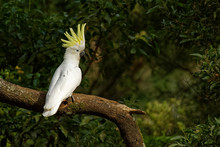 Cacatua Galerita - Sulphur-crested Cockatoo Sitting On The Branch In Australia.
