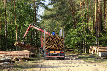 Timber harvesting and transportation in forest. Transport of forest logging industry, forestry industry. 