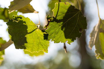 Poster - Autumn leaves of poplar against the background of sunny sky