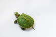little half-sea turtle