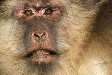 Tibetan Macaque Portrait