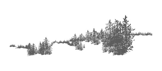 Poster - Wild coniferous forest landscape with hand drawn spruce, pine or fir trees growing on hills. Woodland panorama. Elegant monochrome decorative element isolated on white background. Vector illustration.