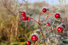 Red Rosehip Berries With Snow. A Wild Rose Shrub With Frost. First Frost In Autumn. Hoarfrost On Dogrose Branches.