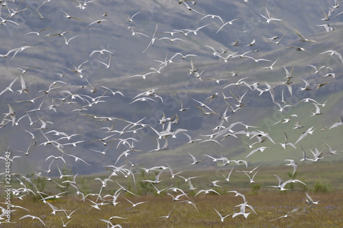 Cuadros en Lienzo Flock of arctic stern in Iceland, Sterna paradisaea