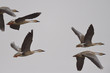 © WWC - Swan geese flying