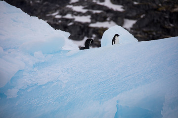 Antarctica landscape with ocean iceland bergs