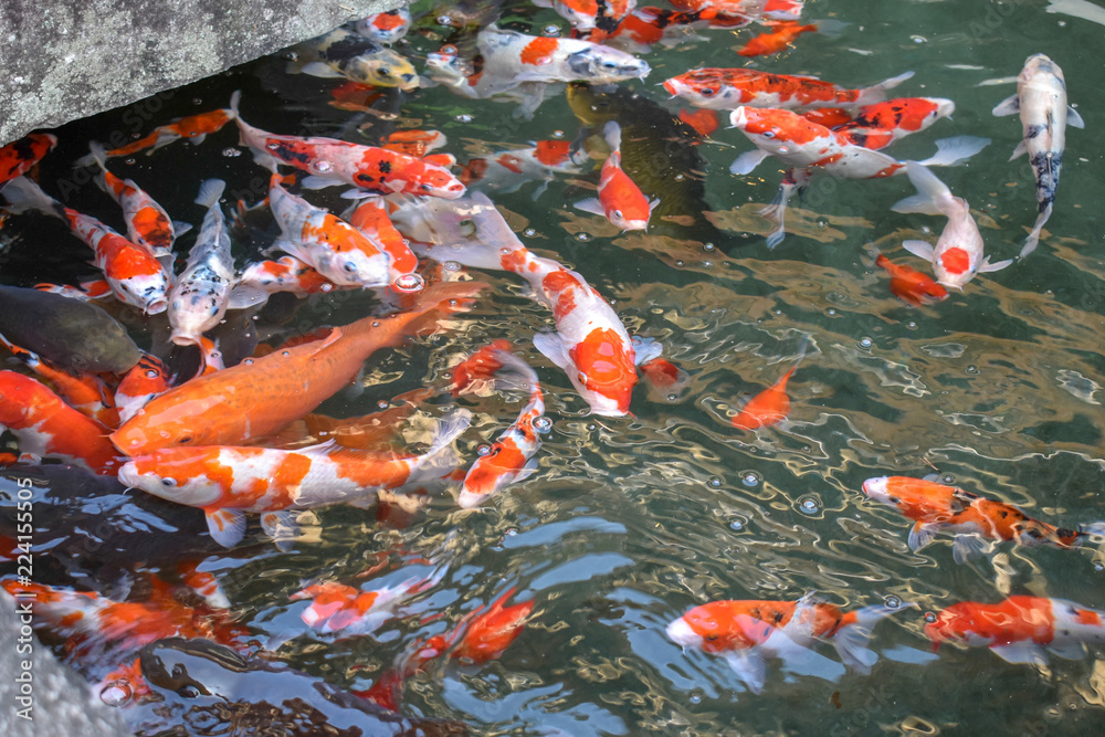 夏の日本庭園の池に鯉と赤い橋♪♪かもの親子 錦鯉 鯉 池 魚 庭 日本庭園 Stock Photo | Adobe Stock