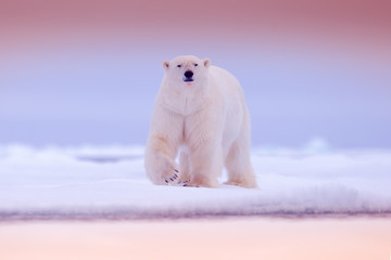 Wall Mural - Polar bear on drift ice edge with snow and water in sea. White animal in the nature habitat, north Europe, Svalbard. Wildlife scene from nature. Pink blue twilight with polar bear, beautiful evening.