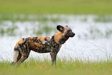 Canvas Print - African wild dog, walking in the green grass, Okacango deta, Botswana, Africa. Dangerous spotted animal with big ears. Hunting painted dog on African safari. Wildlife scene from nature.
