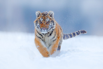 tiger face running in snow. amur tiger in wild winter nature. action wildlife scene, dangerous anima
