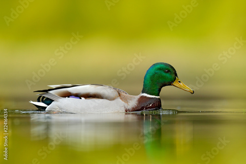 Water bird Mallard, Anas platyrhynchos, with reflection in the water Poster Mural XXL