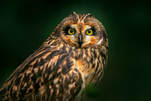 Detail Portrait Of Owl, Fixed Eyes. Short-eared Owl, Asio Flammeus, Sitting On The Spruce Tree. Bird In The Habitat, Beautiful Yellow Eyes. Wildlife Scene From Europe.