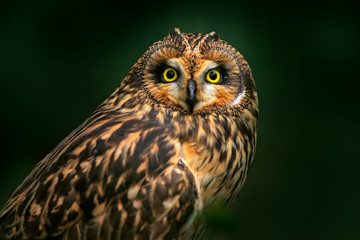 Detail portrait of owl, fixed eyes. Short-eared Owl, Asio flammeus, sitting on the spruce tree. Bird in the habitat, beautiful yellow eyes. Wildlife scene from Europe.