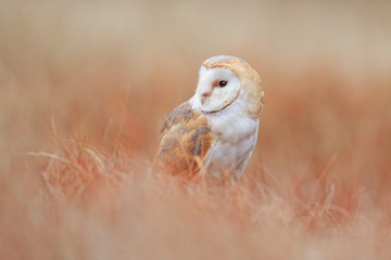 Barn Owl in light grass, clear foreground and background, Czech republic. Wildlife scene from nature. White bird hidden in the nature habitat.