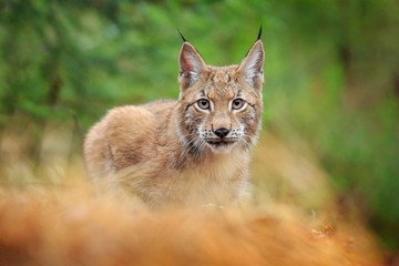 Wall Mural - Eurasian lynx walking. Wild cat from Germany. Bobcat among the trees. Hunting carnivore in autumn grass. Lynx in green forest. Wildlife scene from nature, Czech, Europe.