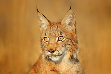 Wall Mural - portrait of eurasian lynx, wild cat on the meadow. wildlife scene from nature. cute big cat hidden i