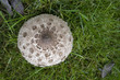 Herbstliche Parasol Pilz Ernte aus dem Wald von Pilz Pflücker 