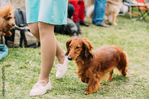 Brown Red Longhaired Dachshund Dog Running Near Woman In Green G