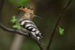 © WWC - Common Hoopoe bird