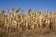 © Rolf G. Wackenberg - Corn field with dried yellow corn plants with blue sky in background - concept climate change harvest season time organic food nature environment pollution famine hunger industry cultivation farming