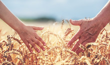 Hands In The Wheat Field. Harvest, Lifestyle, Family Concept