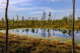 Fototapeta Natura - reflections of dead tree trunks in bog water at sunset
