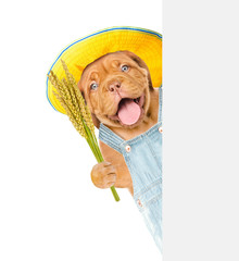Poster - puppy farmer holding a bunch of wheat behind white banner. Isolated on white background